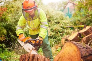 tree removal Adelaide