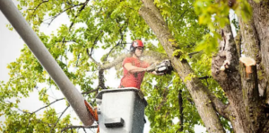 Black Stump tree arborist