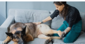 dog PT